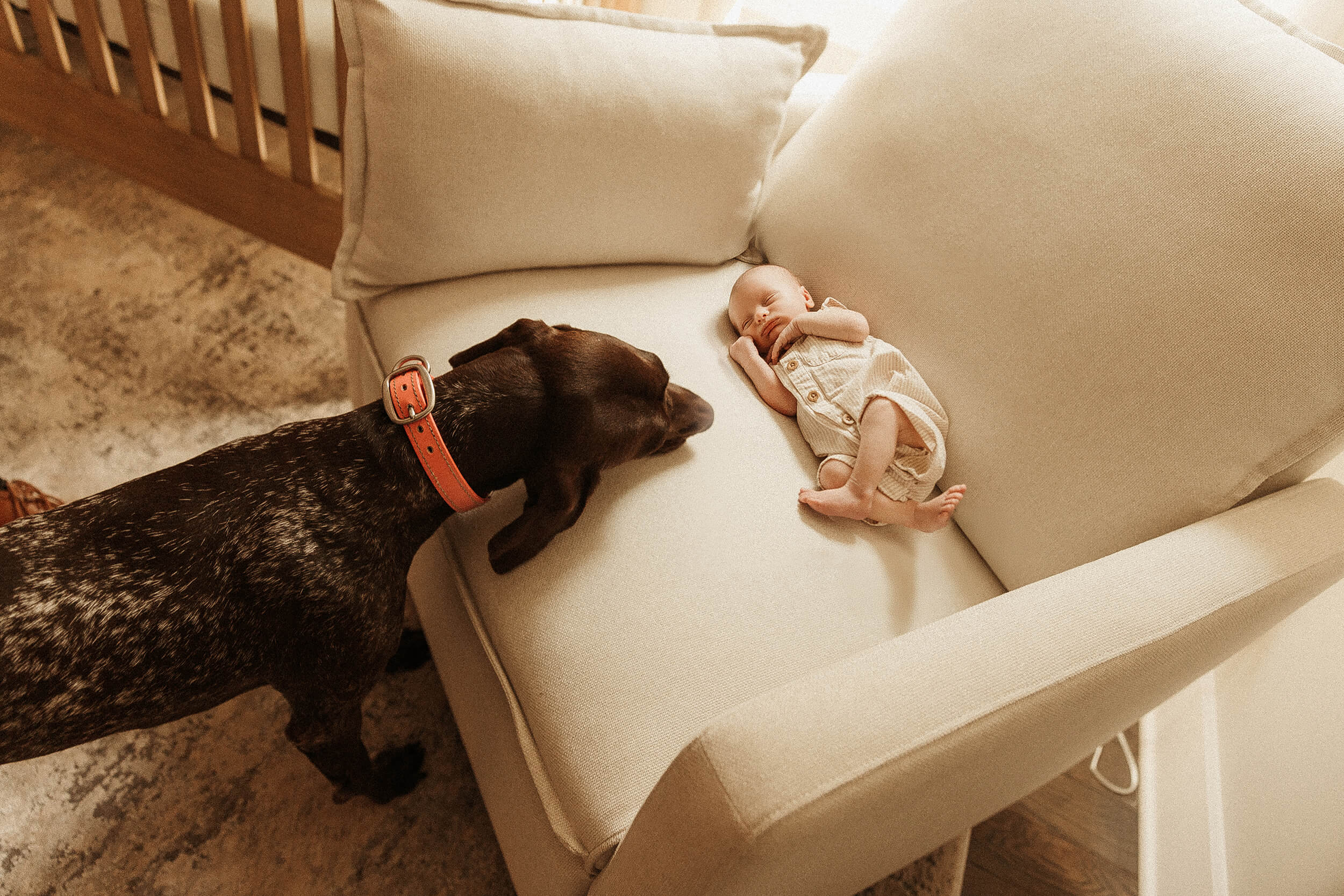newborn in nursery in franklin tn with dog