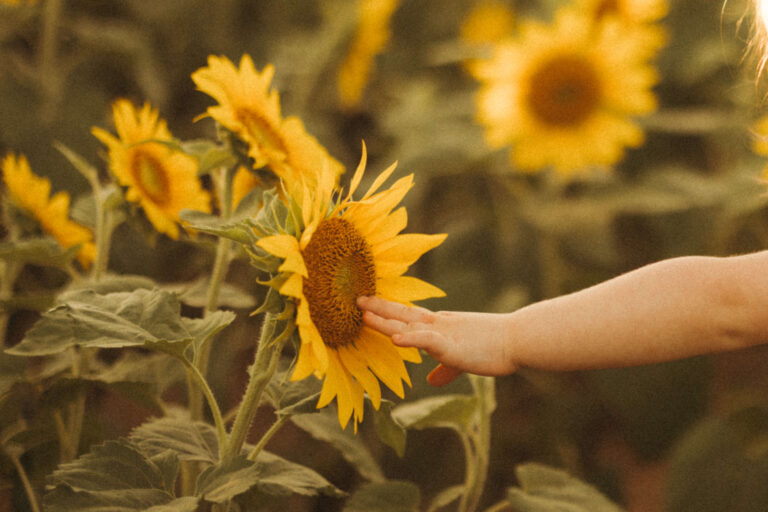 nashville childrens photographer capturing sunflowers