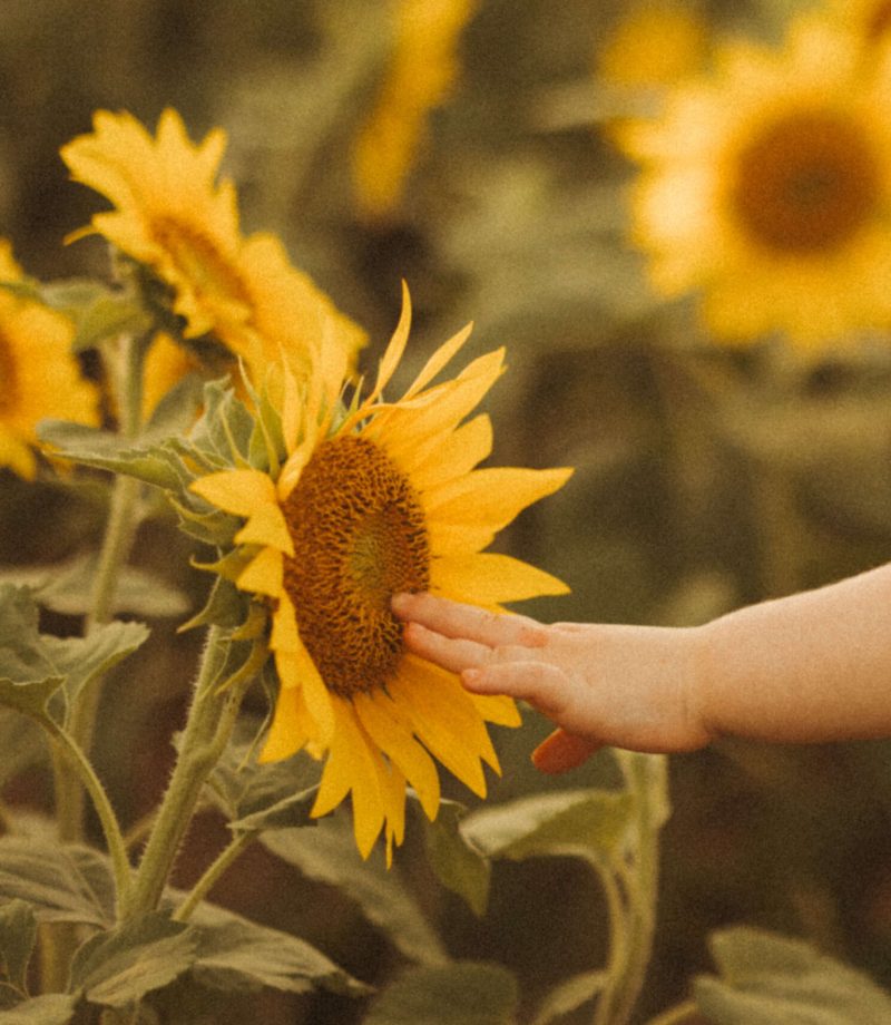 nashville childrens photographer capturing sunflowers